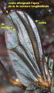 Aphrosylus raptor