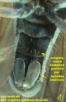 Aphrosylus raptor