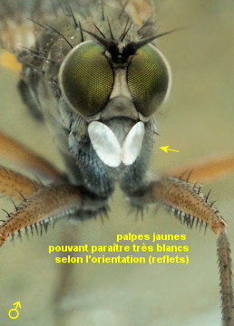 Aphrosylus raptor
