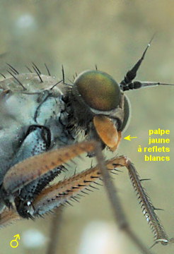 Aphrosylus raptor