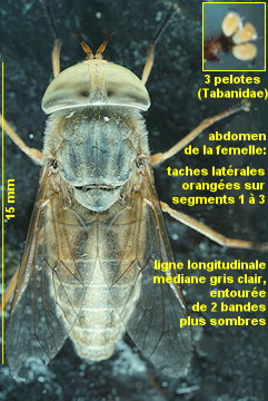 Atylotus latistriatus