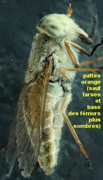 Atylotus latistriatus
