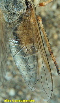 Atylotus latistriatus