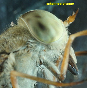 Atylotus latistriatus