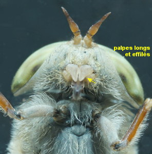 Atylotus latistriatus