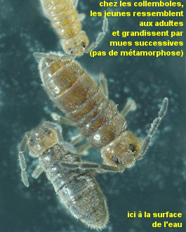 Axelsonia littoralis