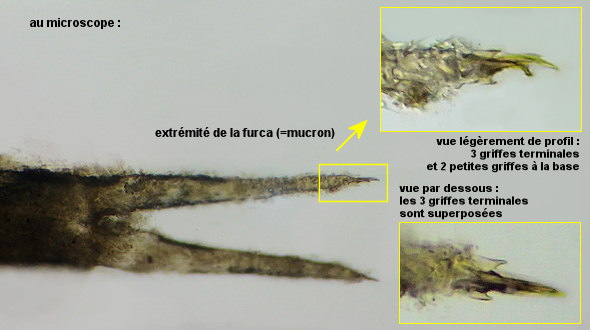 Axelsonia littoralis