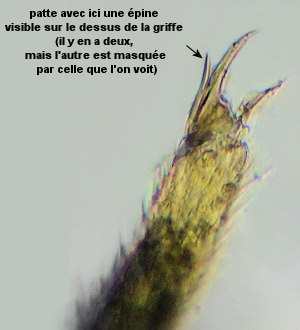 Axelsonia littoralis