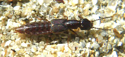 Staphylinidae: Cafius xantholoma