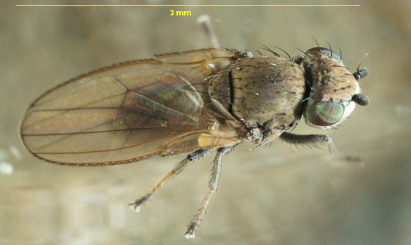 Canace nasica