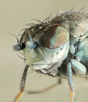 Canace nasica