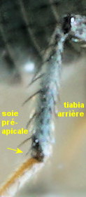 Canace nasica