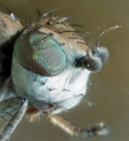 Canace nasica