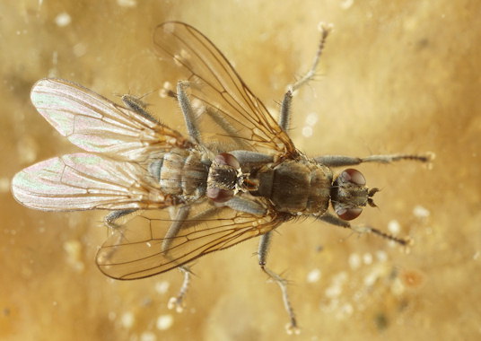 Ceratinostoma ostiorum