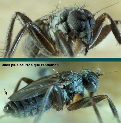 Chersodromia arenaria