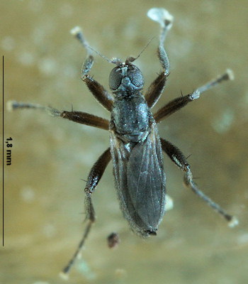 Chersodromia arenaria