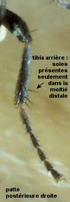 Chersodromia arenaria