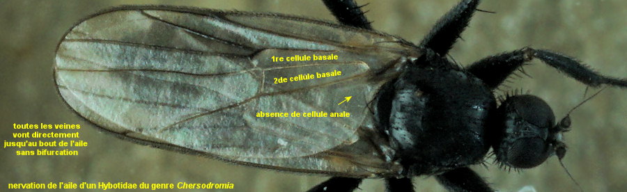 Chersodromia hirta