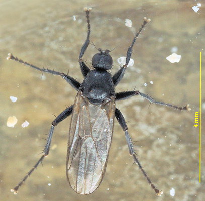 Chersodromia hirta