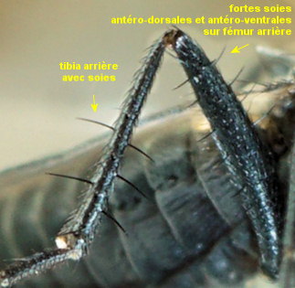 Chersodromia hirta