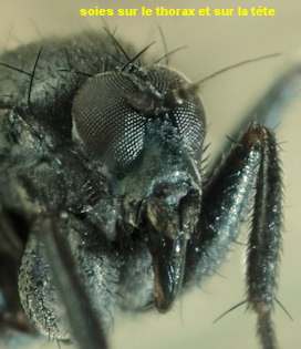 Chersodromia hirta