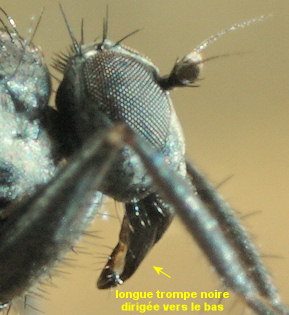 Chersodromia hirta