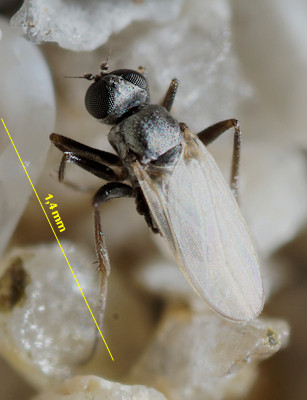 Chersodromia incana