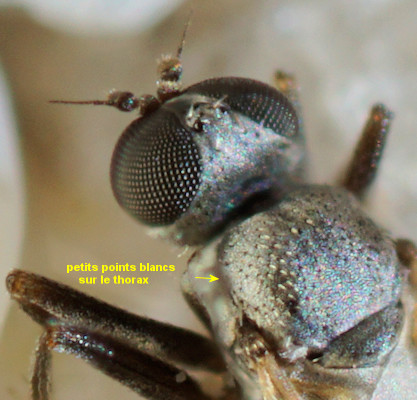 Chersodromia incana