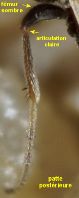 Chersodromia incana