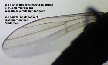 Chersodromia incana