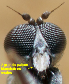 Chersodromia incana