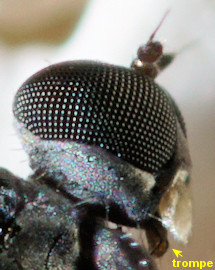 Chersodromia incana