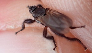 Coelopa pilipes