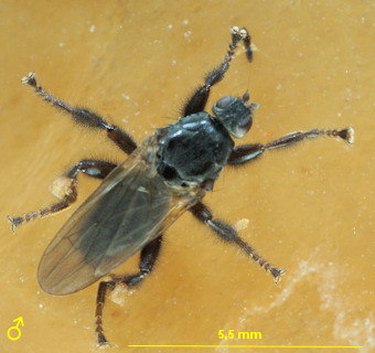 Coelopa pilipes