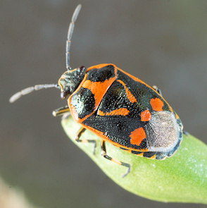 Eurydema oleracea