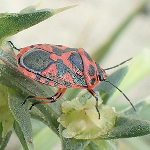 Eurydema ornata