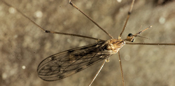 Geranomyia bezzii