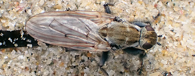 Helcomyza ustulata