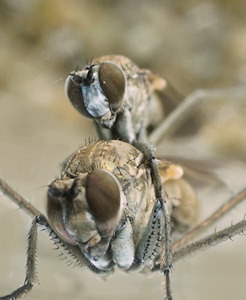 Hydrophorus oceanus