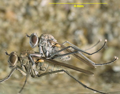 Hydrophorus oceanus