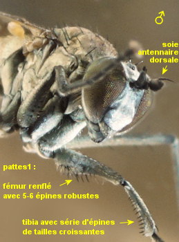 Hydrophorus oceanus