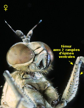 Hydrophorus oceanus