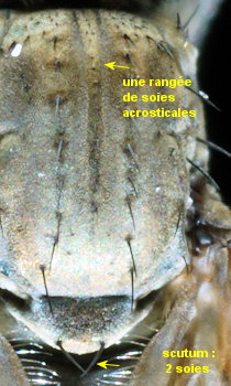 Hydrophorus oceanus