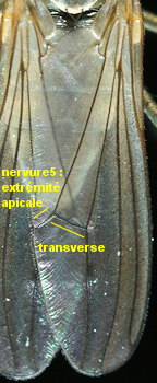 Hydrophorus oceanus