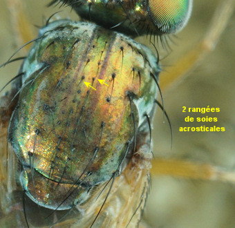 Machaerium maritimae