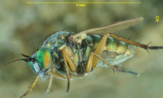 Machaerium maritimae