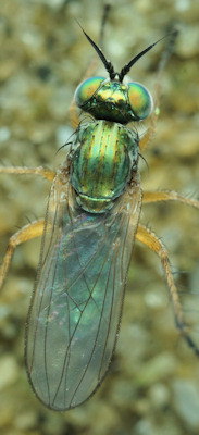 Machaerium maritimae