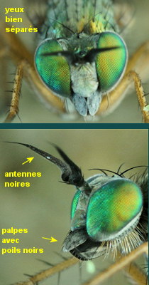 Machaerium maritimae