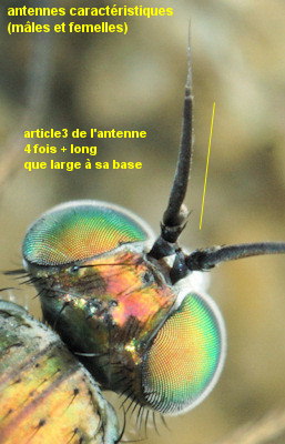 Machaerium maritimae