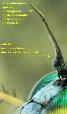 Machaerium maritimae